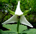 Trillium